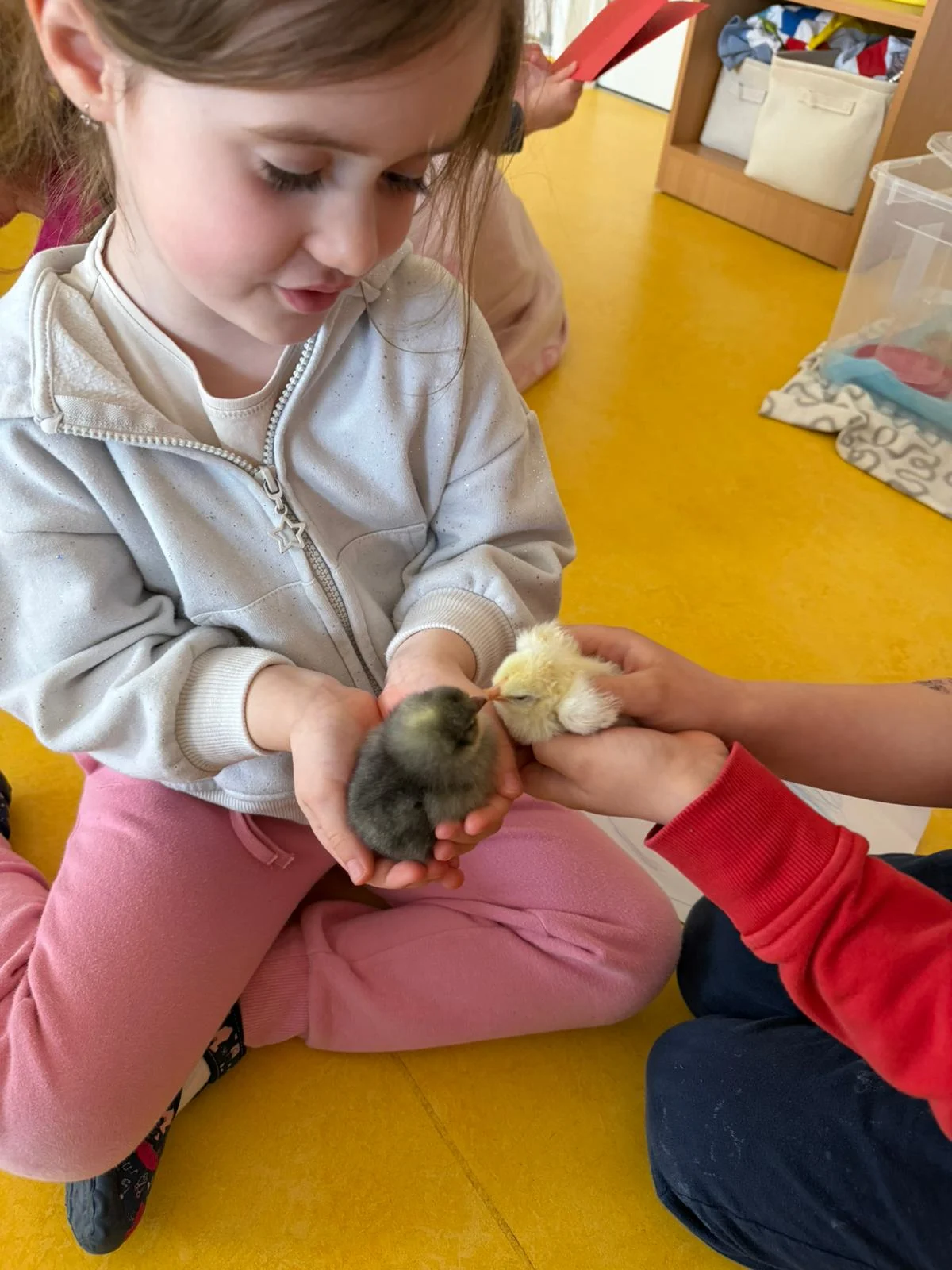 Děti drží čerstvě vylíhnutá kuřátka